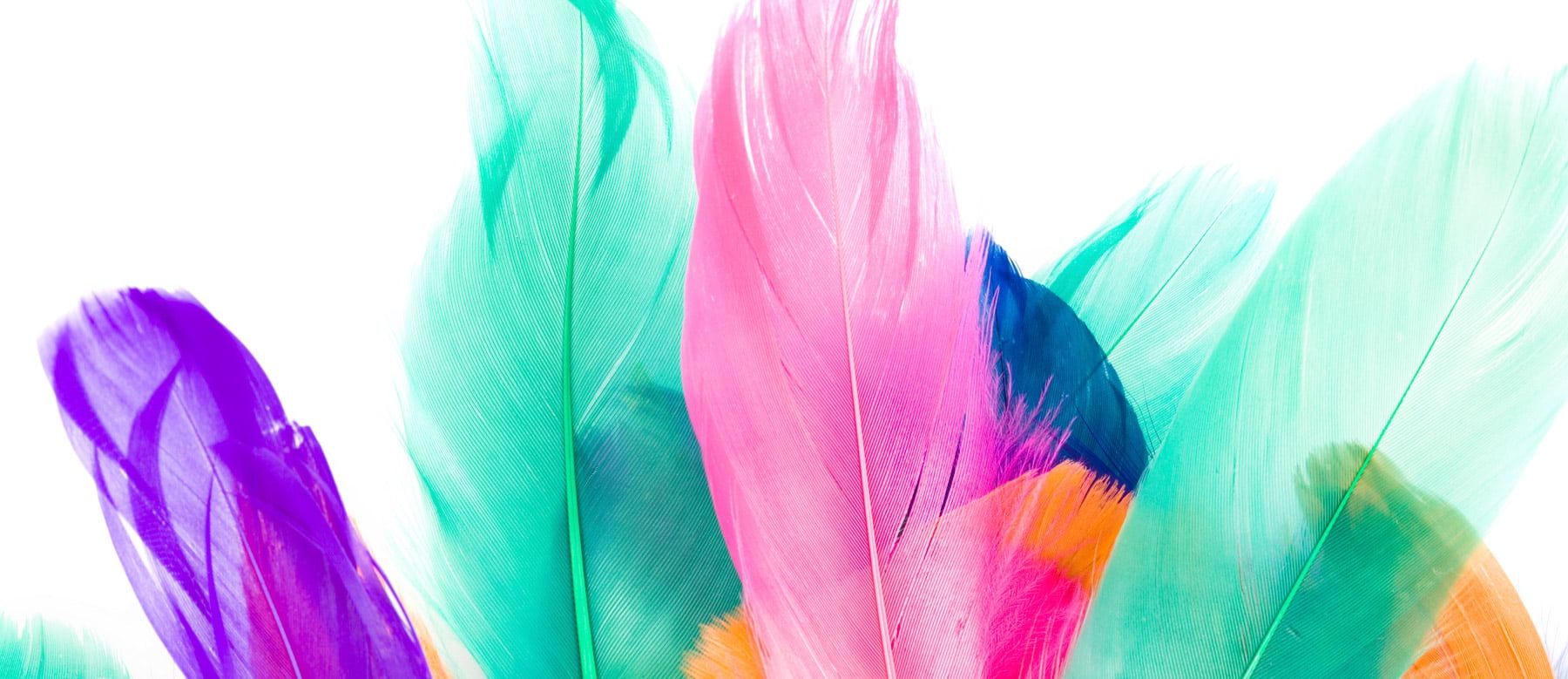 Wordpress Web Design | Web Bird Digital