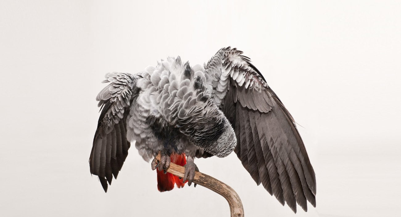 Is Your WEBSITE Killing Your Conversions? - Web Bird Digital - Web ...