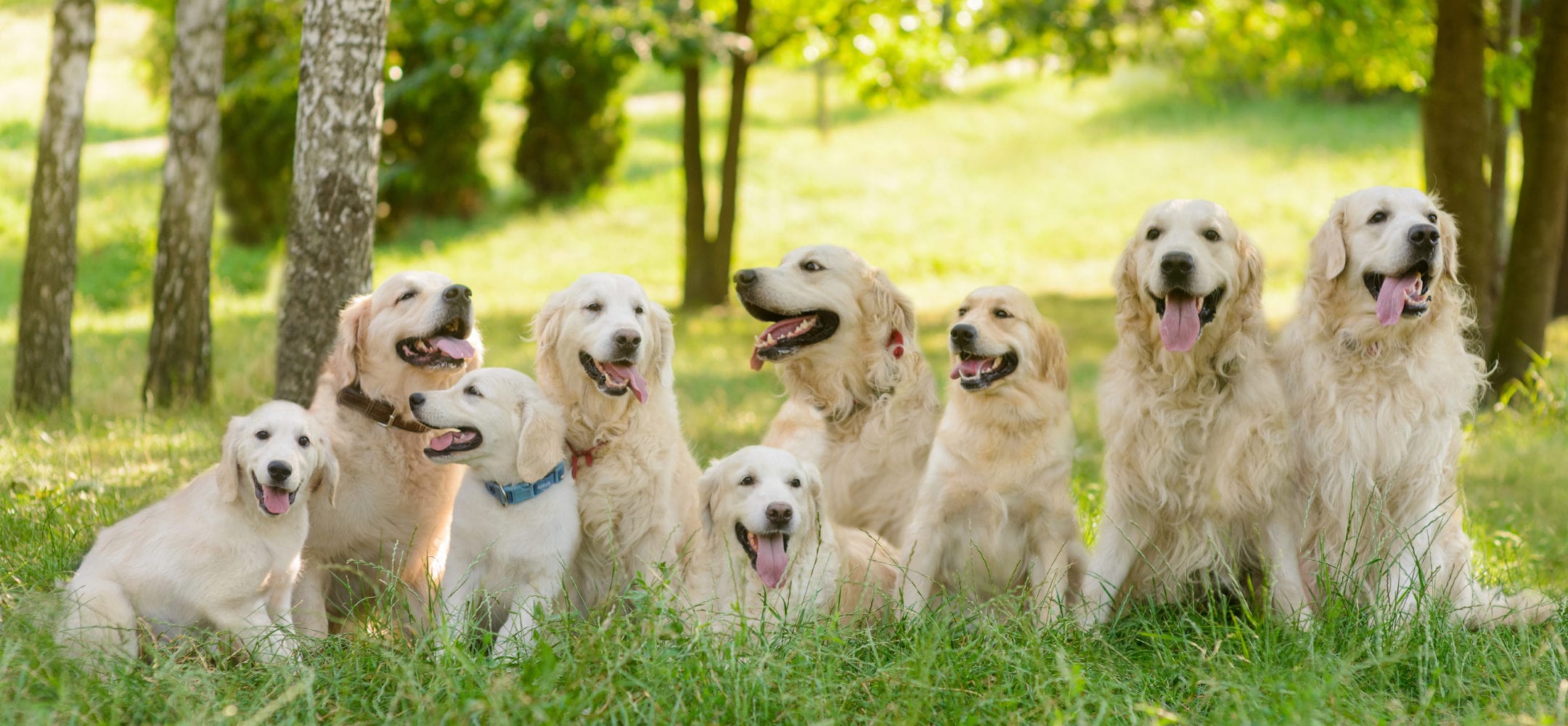 The Dog Wash Web Bird Digital Web Design Agency